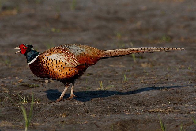 Jagdfasan &copy; Michael Manitz