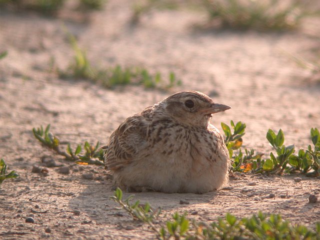 Feldlerche &copy; Norbert Estner