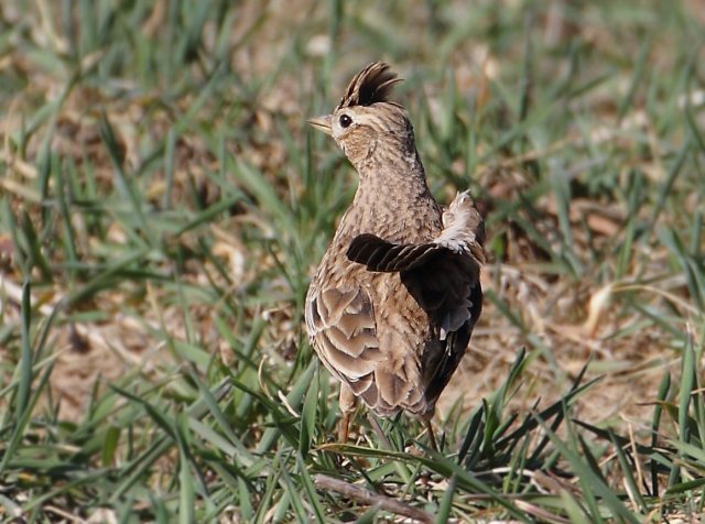 Feldlerche &copy; Carl-Peter Herbolzheimer