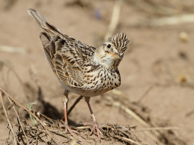 Feldlerche &copy; Carl-Peter Herbolzheimer