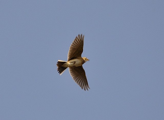 Feldlerche &copy; Friedrich Renner
