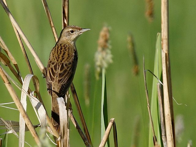 Feldschwirl &copy; Michael Manitz