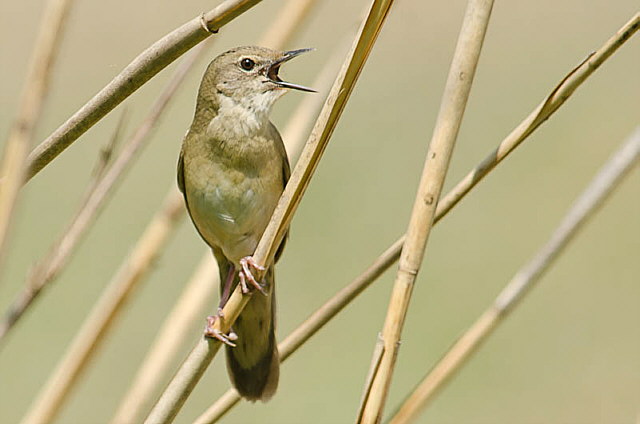 Feldschwirl &copy; Annette Schulten