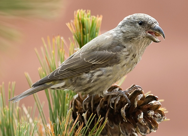 Fichtenkreuzschnabel &copy; Markus Römhild