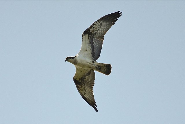 Fischadler &copy; Christian Haass