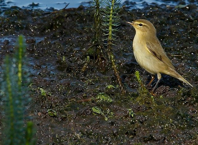 Fitis &copy; Michael Manitz