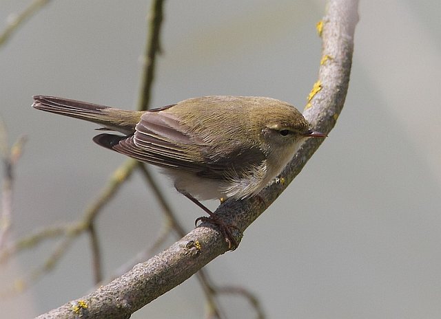 Fitis &copy; Carl-Peter Herbolzheimer