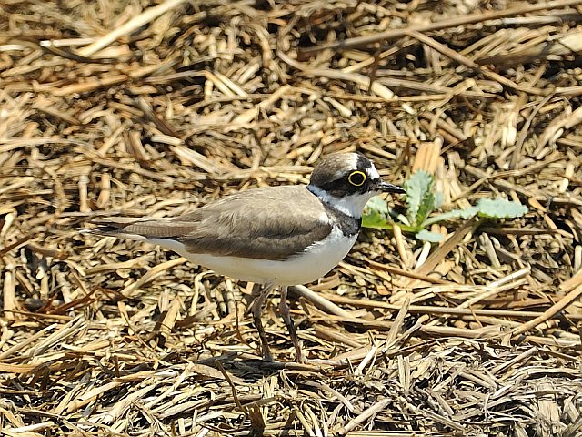 Flussregenpfeifer &copy; Willy Renner