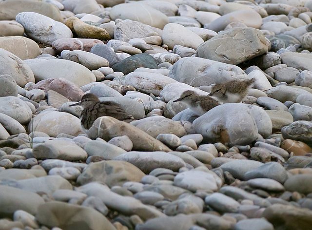 Flussuferläufer &copy; Mark Kumke