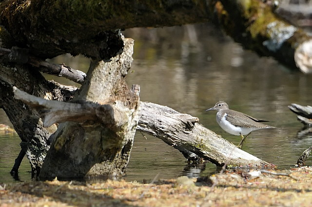 Flussuferläufer &copy; Erich Pöhmerer