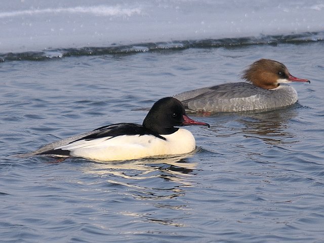 Gänsesäger &copy; Friedrich Renner