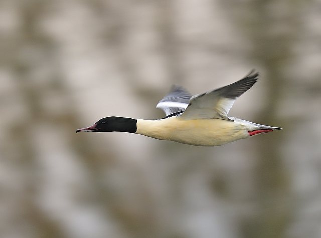 Gänsesäger &copy; Markus Römhild