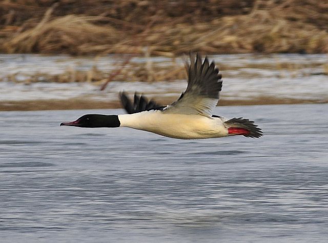Gänsesäger &copy; Norbert Estner