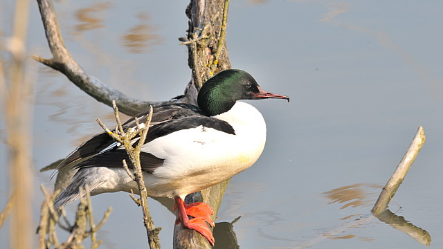Gänsesäger &copy; Friedrich Renner
