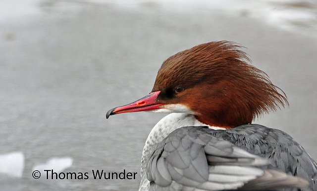 Gänsesäger &copy; Thomas Wunder