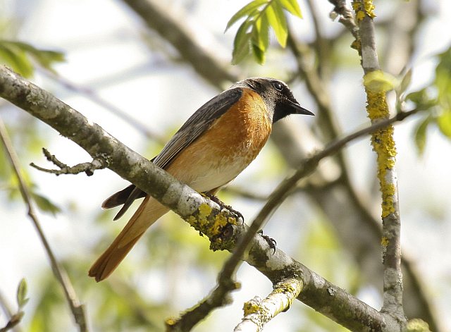 Gartenrotschwanz &copy; Christian Haass