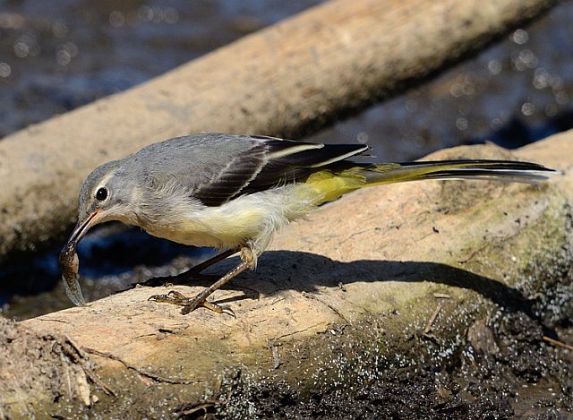 Gebirgsstelze &copy; Johann Zimmermann