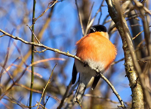 Gimpel &copy; Werner Borok