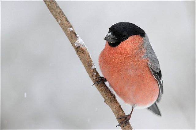 Gimpel &copy; Mark Kumke