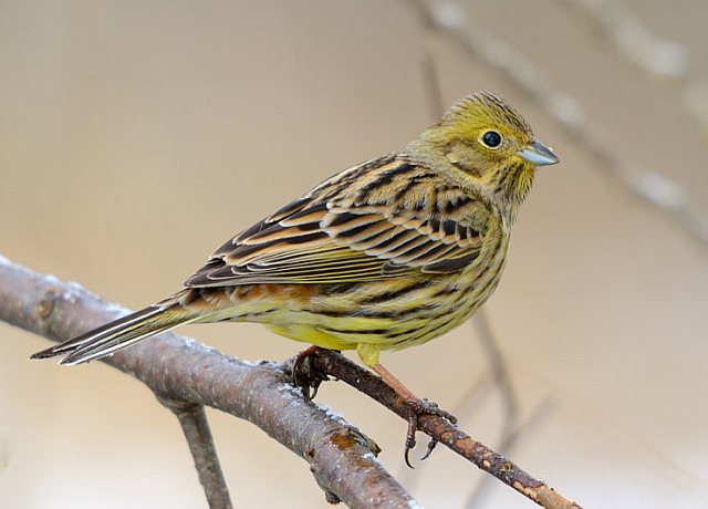 Goldammer &copy; Johann Zimmermann