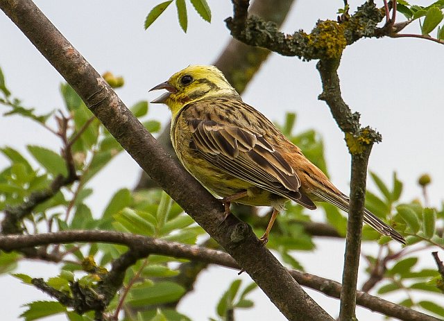 Goldammer &copy; Carl-Peter Herbolzheimer