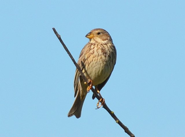 Grauammer &copy; Alexander Scholz