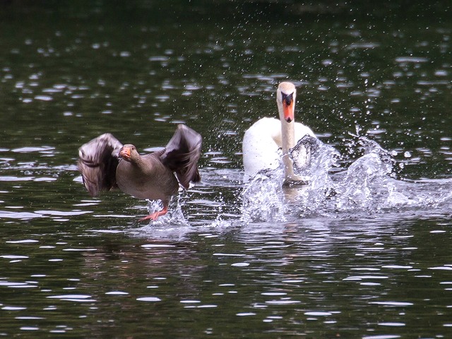 Graugans &copy; Carl-Peter Herbolzheimer