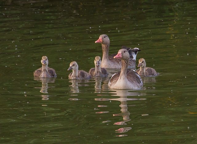Graugans &copy; Carl-Peter Herbolzheimer
