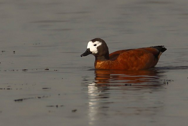 Graukopfkasarka &copy; Michael Manitz