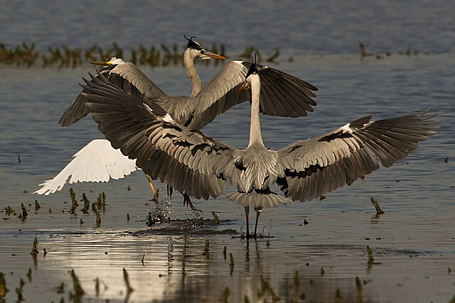 Graureiher &copy; Michael Manitz