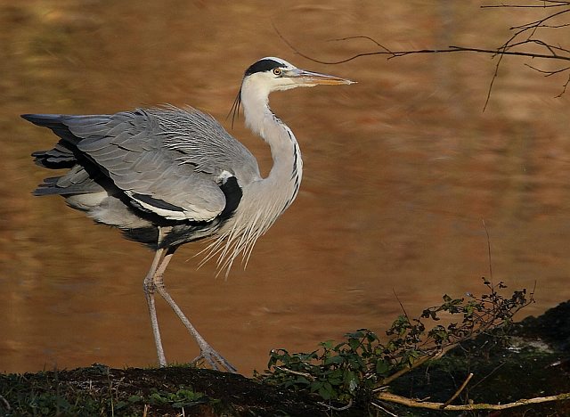 Graureiher &copy; Carl-Peter Herbolzheimer