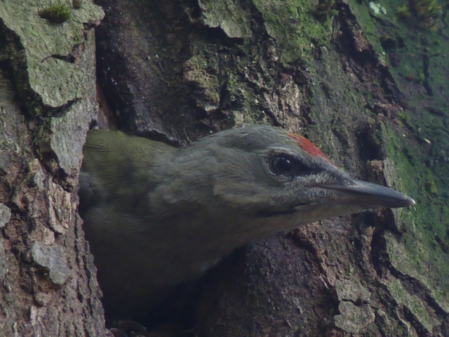 Grauspecht &copy; Knut Höltke