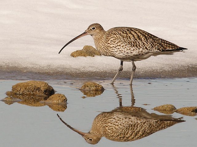 Großer Brachvogel &copy; Michael Manitz