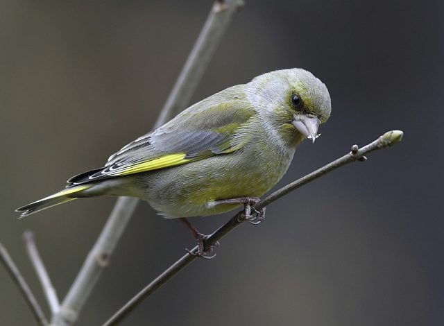 Grünfink &copy; Mark Kumke