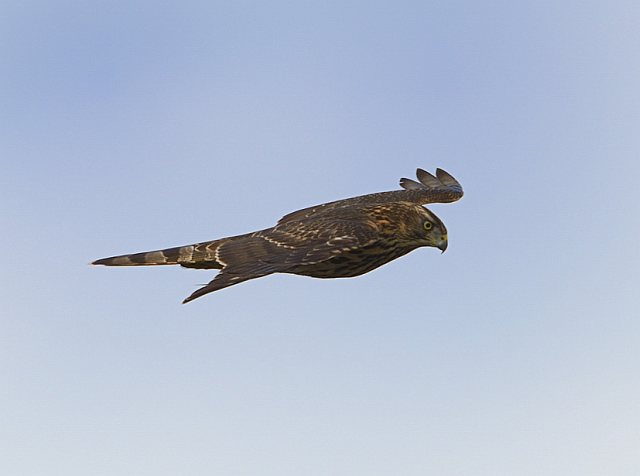 Habicht &copy; Johann Zimmermann