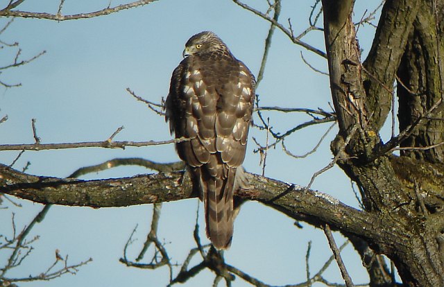 Habicht &copy; Werner Borok