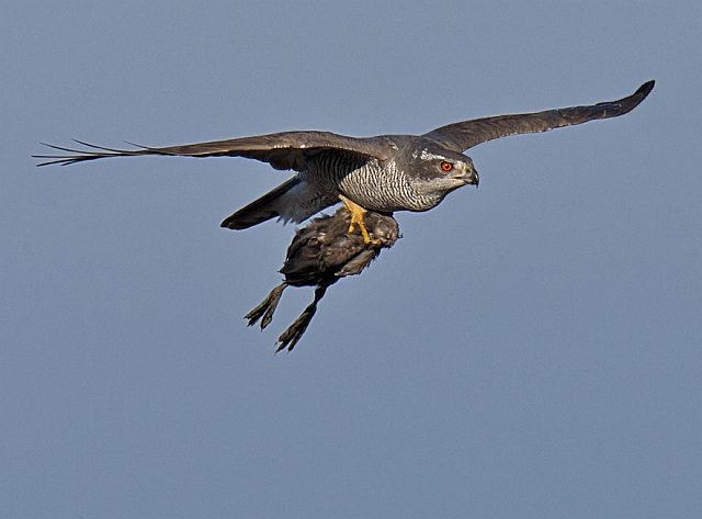 Habicht &copy; Johannes Sänze