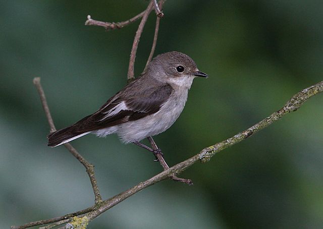 Halsbandschnäpper &copy; Christoph Moning