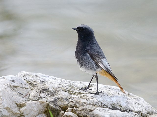 Hausrotschwanz &copy; Johann Zimmermann