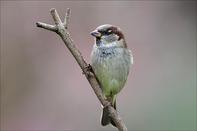 Haussperling &copy; Mark Kumke