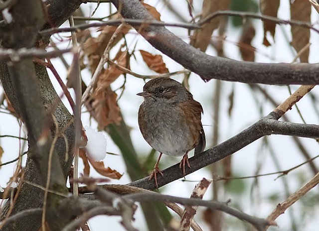 Heckenbraunelle &copy; Mark Kumke