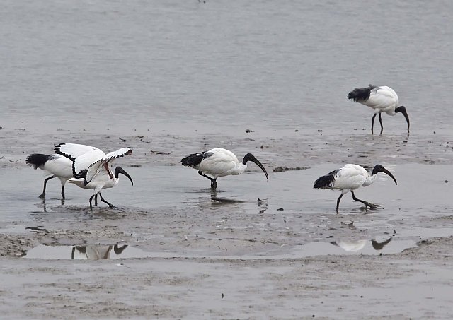 Heiliger Ibis &copy; Jörg Langenberg