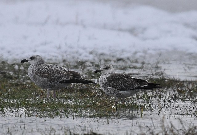 Heringsmöwe &copy; Markus Römhild