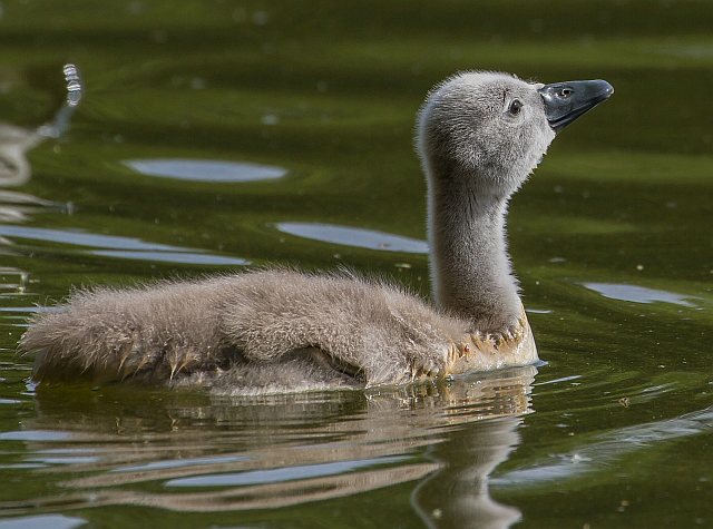 Höckerschwan &copy; Carl-Peter Herbolzheimer