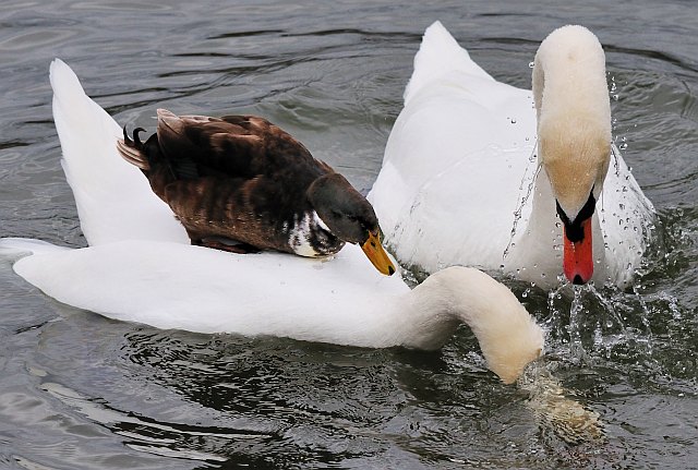 Höckerschwan © Erich Pöhmerer