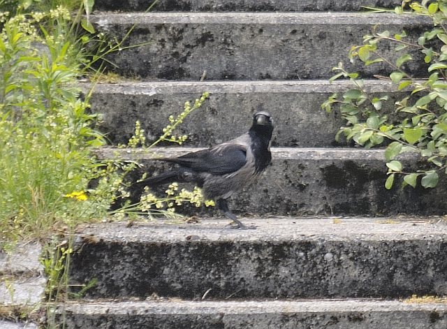 Hybride &copy; Friedrich Renner