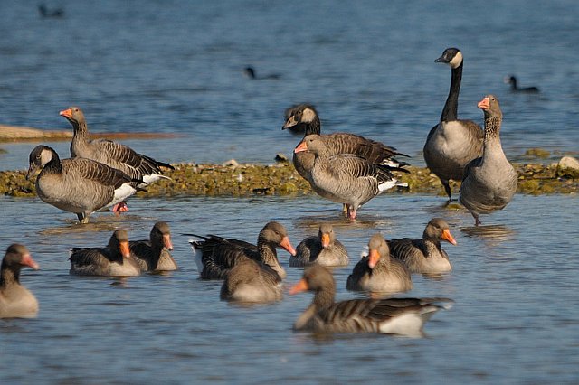 Hybride &copy; Johann Zimmermann