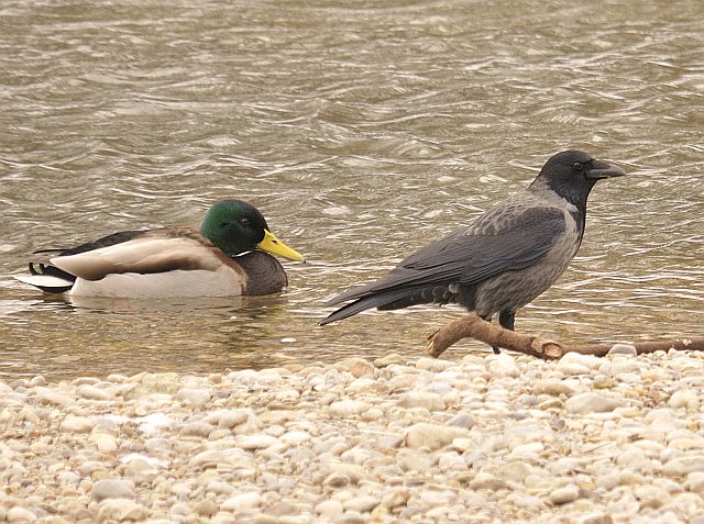 Hybride &copy; Friedrich Renner