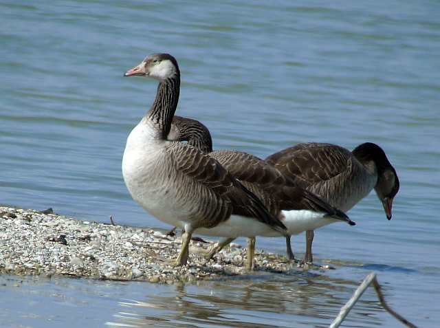 Hybride &copy; Klaus Kirchmayer