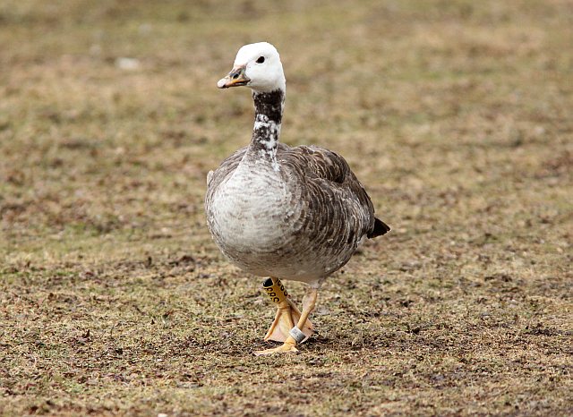 Hybride &copy; Klaus Kirchmayer